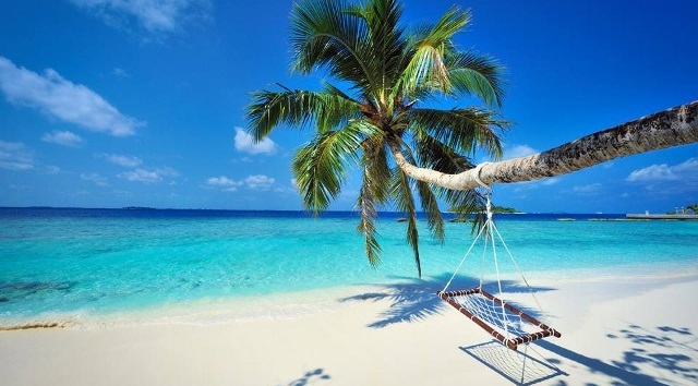 Leaning palms over the beach is a breath-taking sight