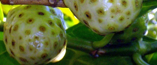 noni-fruit