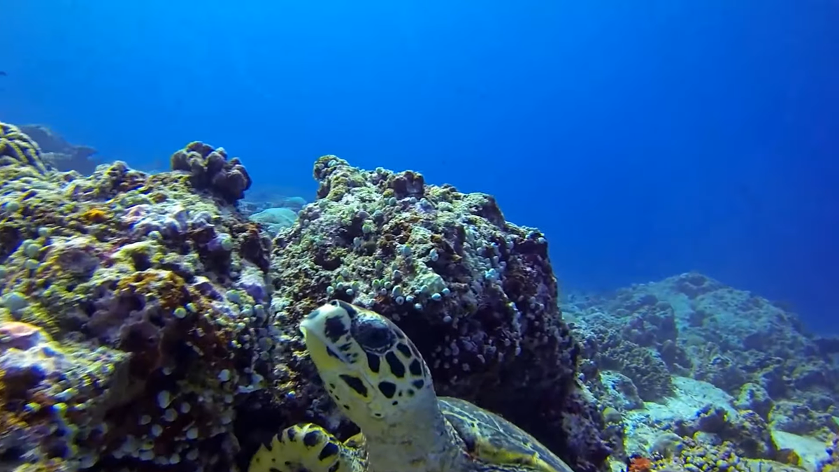 diver with moray eel