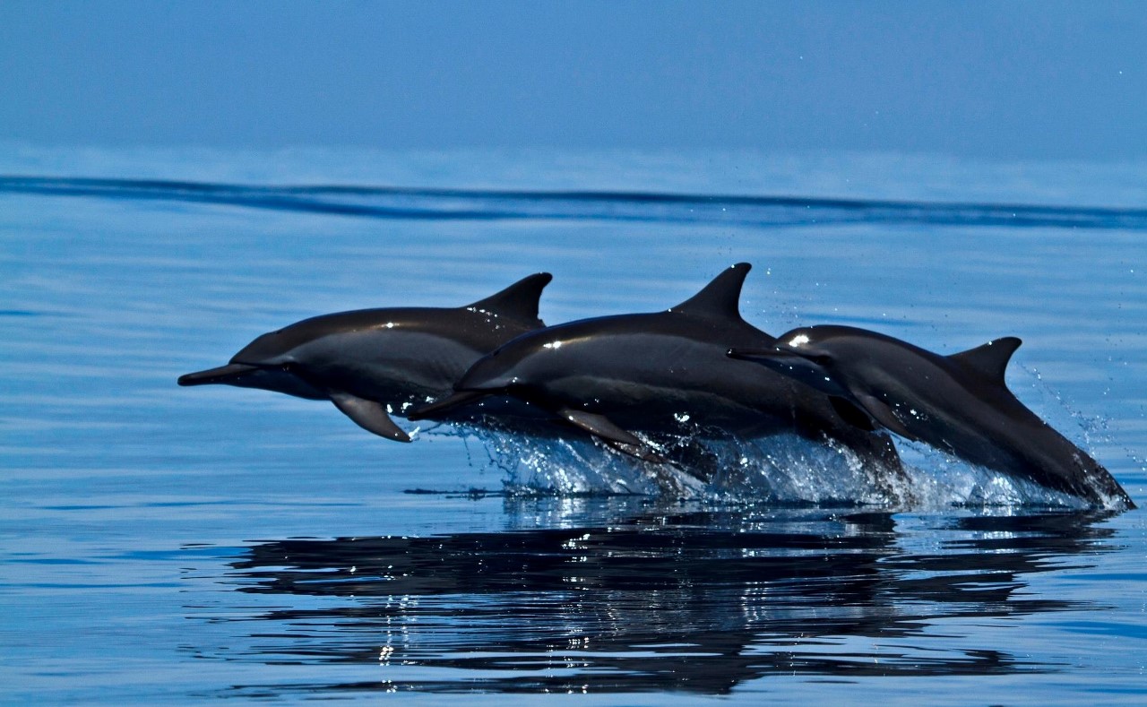 dolphins in biosphere