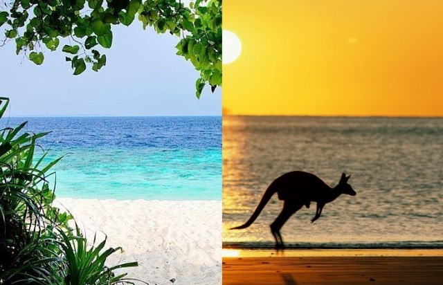 maldives kangaroo