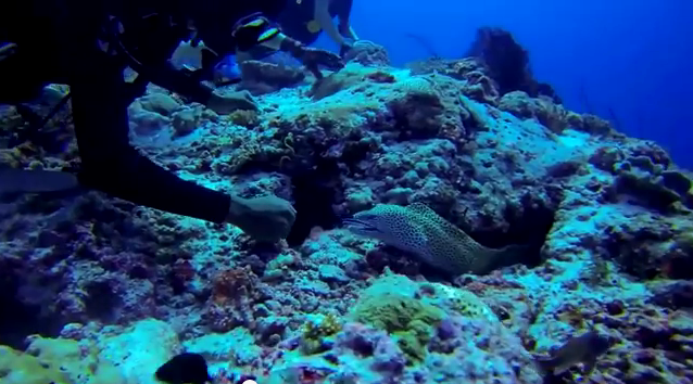 moray eel maldives