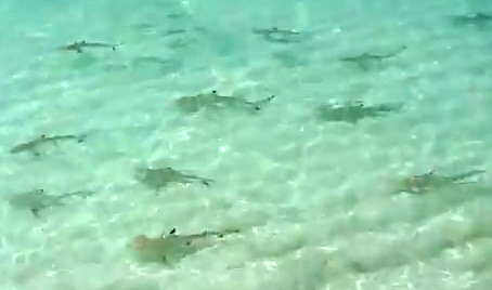 sharks in lagoon