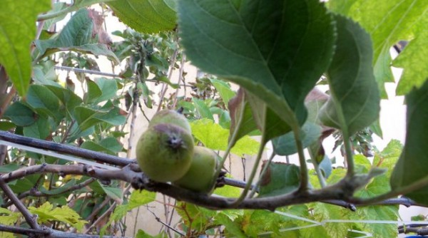 apple tree maldives