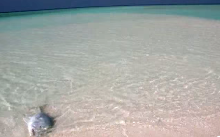 maldives beach fishing