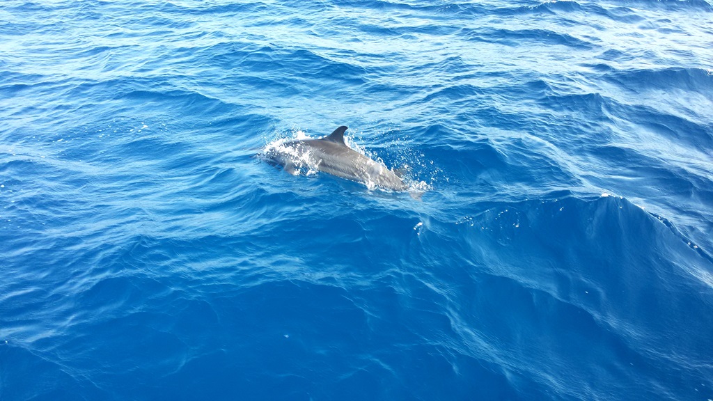 dolphin-spot