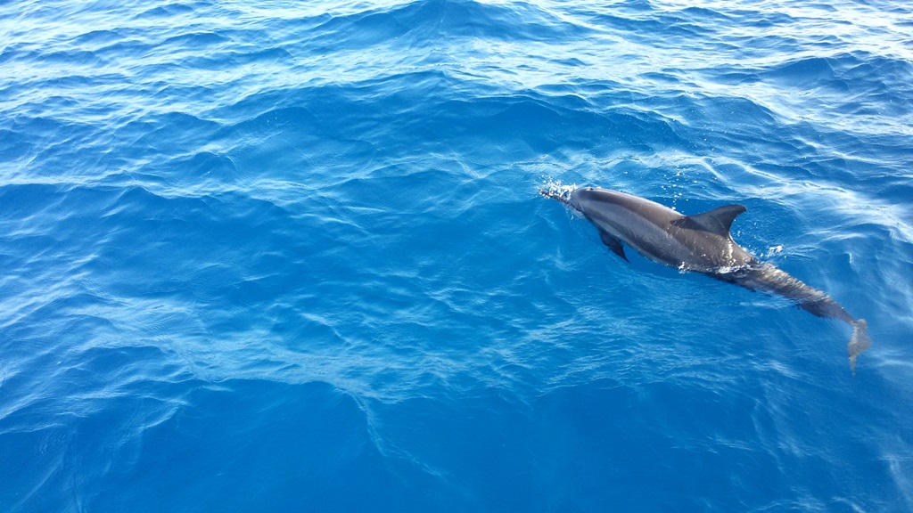 dolphin-trip