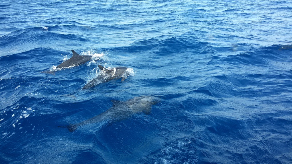 dolphin-watching