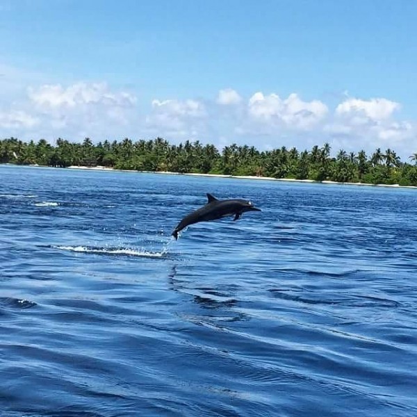 dolphin jump