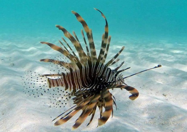 lion fish