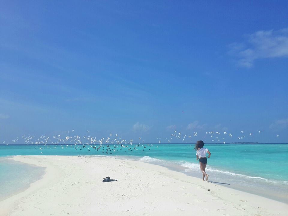 sandbank with birds