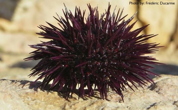 sea urchin