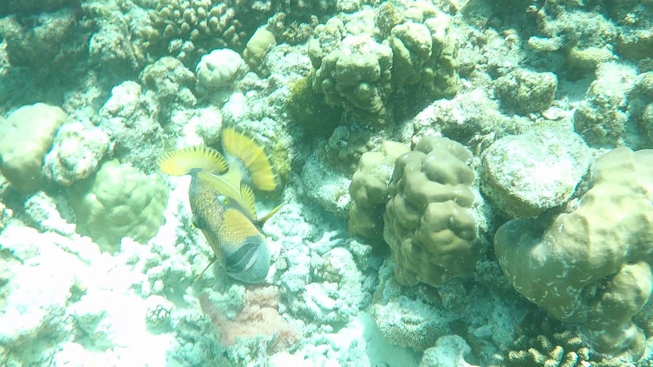 trigger fish attacking