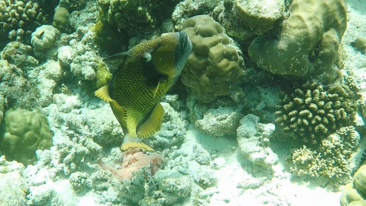 trigger fish