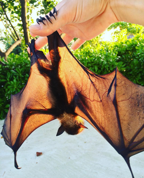 baby fruit bat maldives