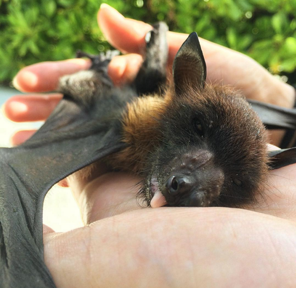 baby fruit bat