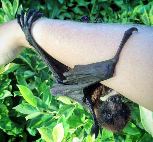 fruit bat anastasia