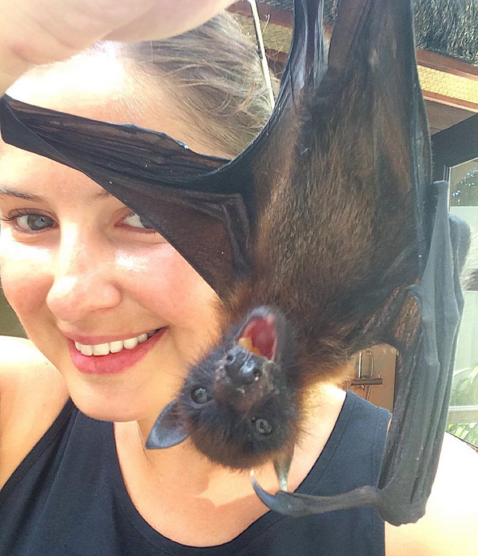 fruit bats as pets