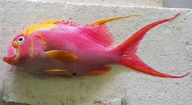 very rare fish