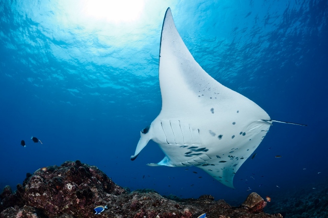 ari atoll manta