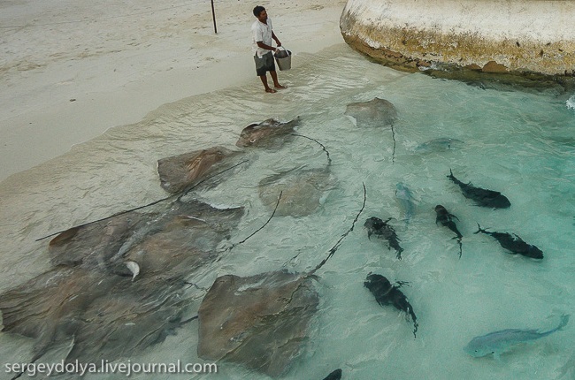 fish at beach