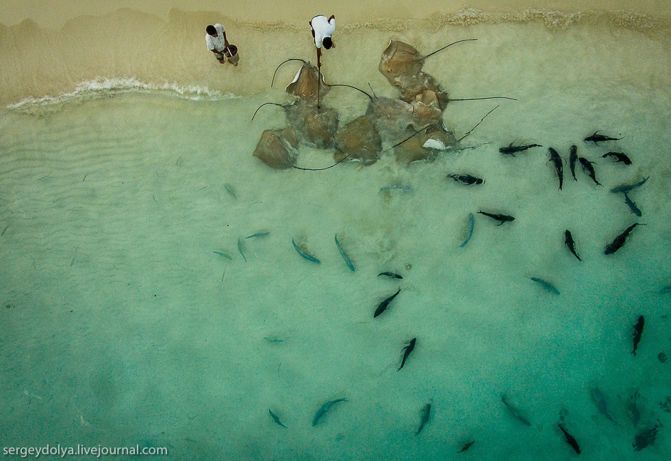 fish feeding