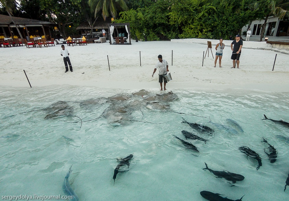 stingray feeding