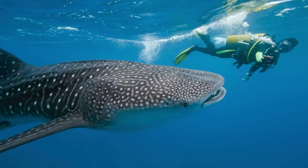 whale shark