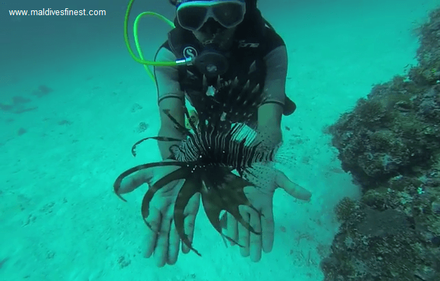 lion fish