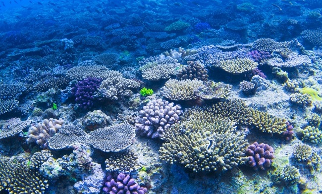 maldives-reef