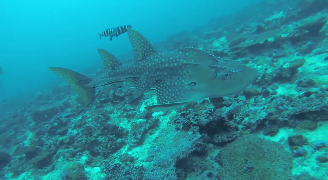 guitar shark maldives