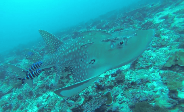 guitar shark