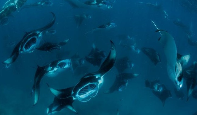 manta rays