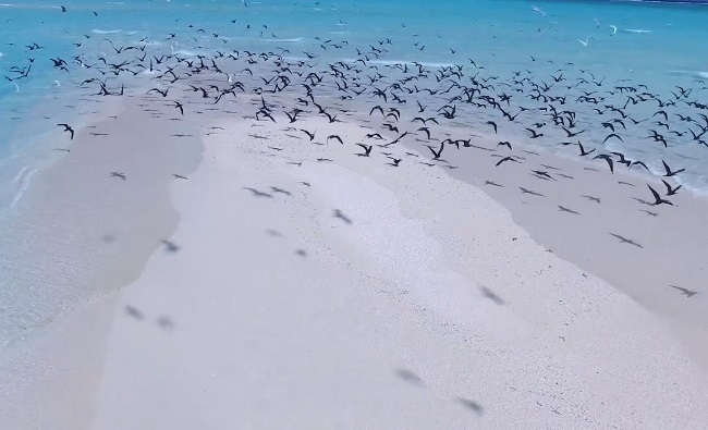sandbank birds