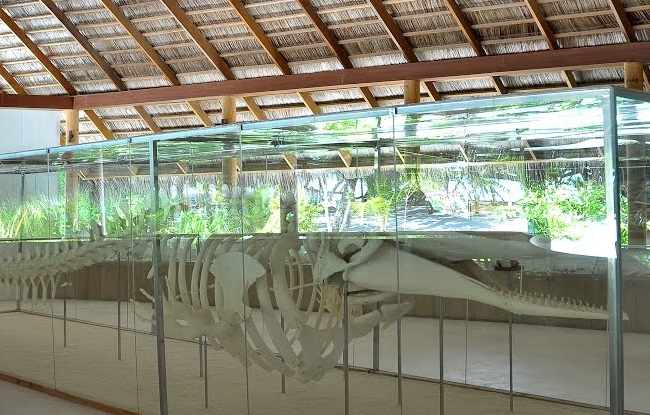 sperm whale skeleton