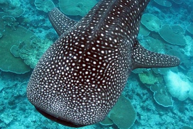 whale shark