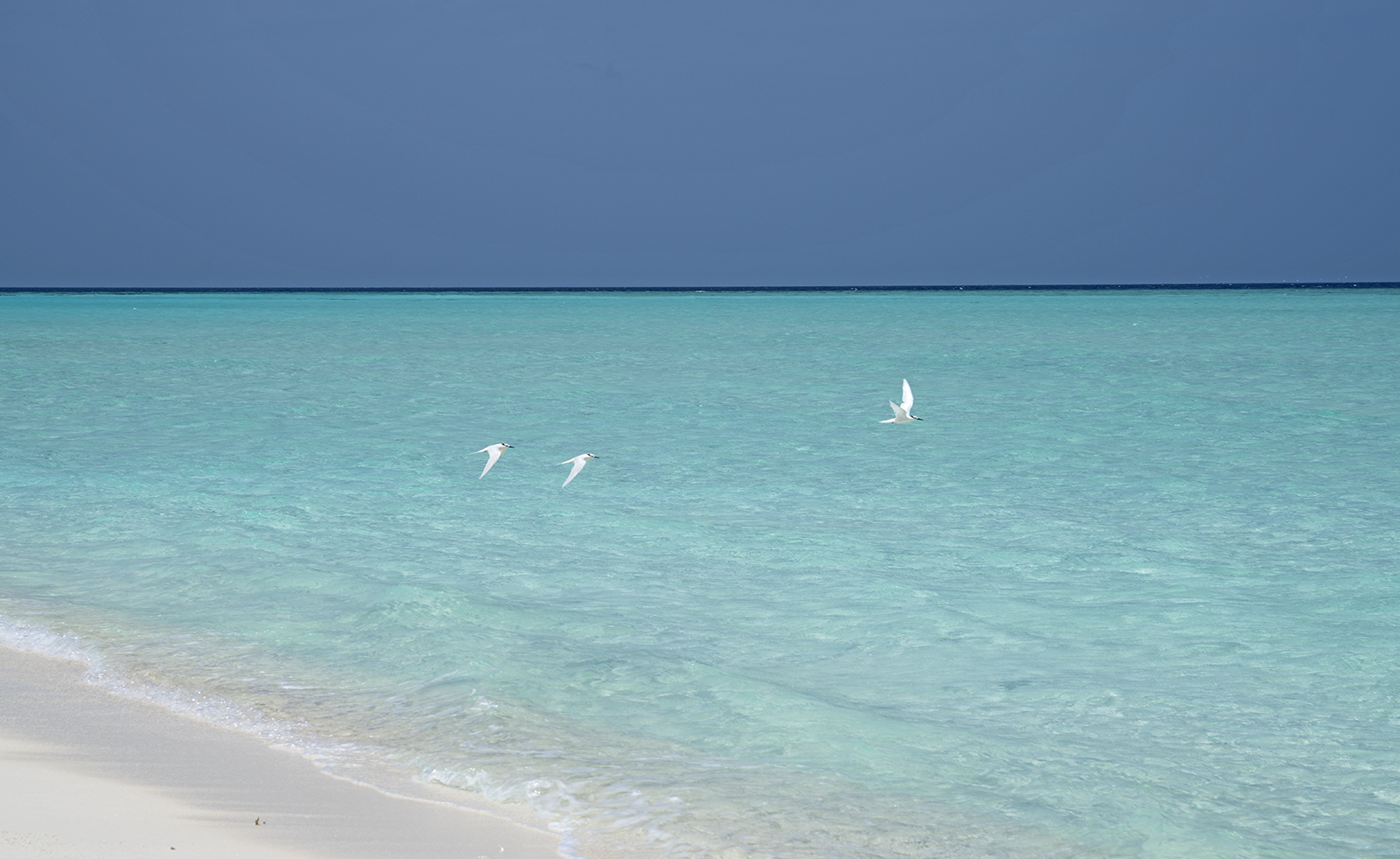 white tern in Maldives