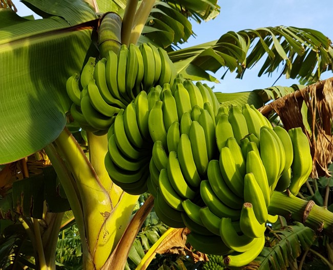 banana maldives
