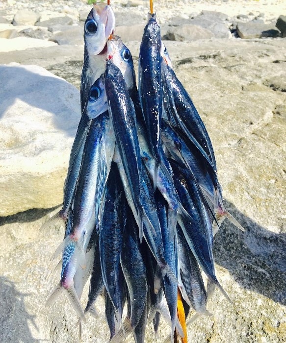 Flying Fish Season Comes To The Island Of Fuvahmulah