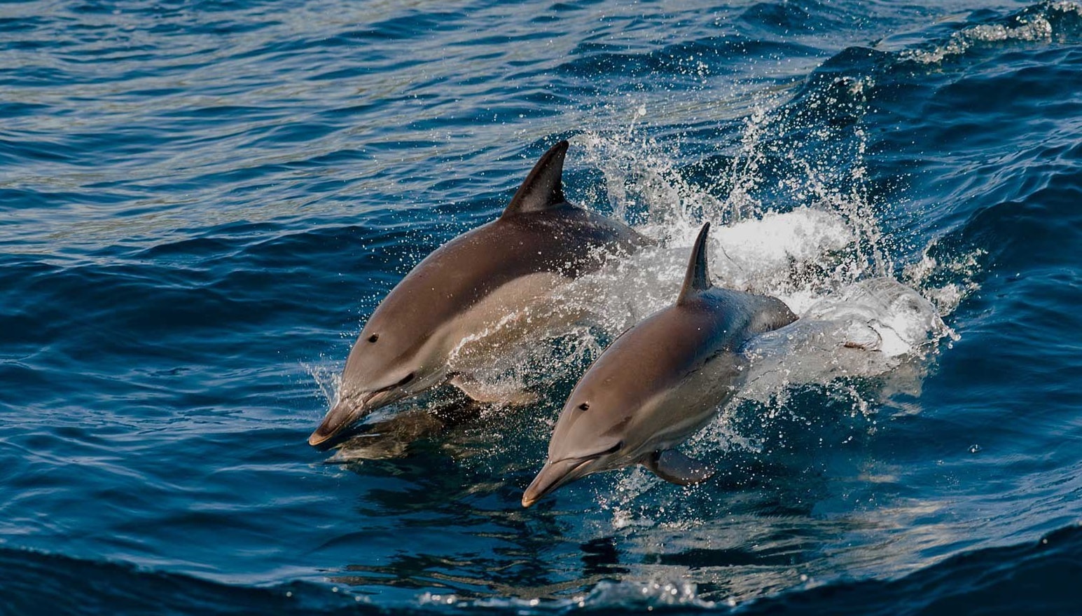 dolphins