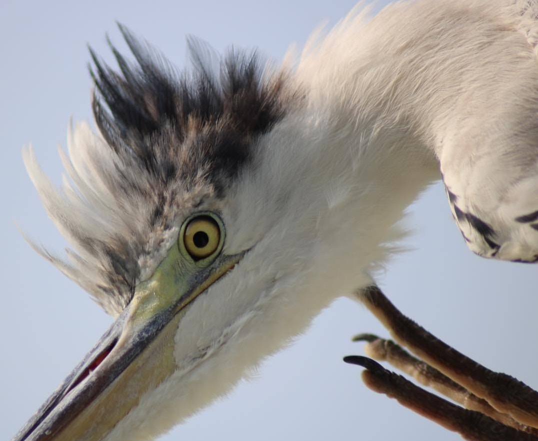 heron-at-kuramathi