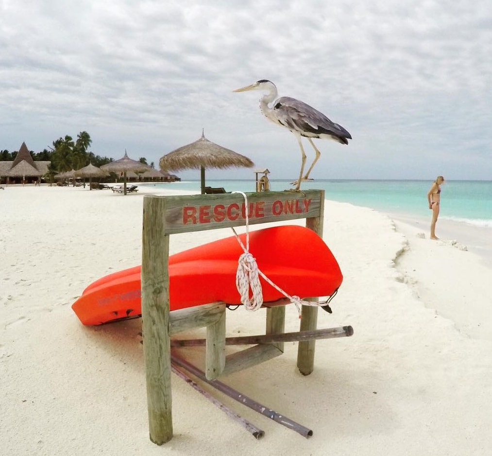 heron-at-veligandu-island