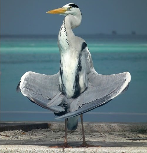 heron-doing-yoga