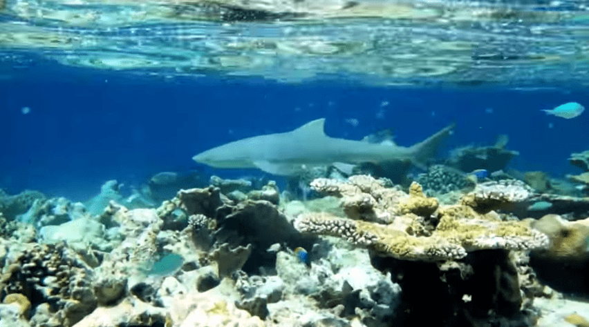 vilamendhoo-shark-2