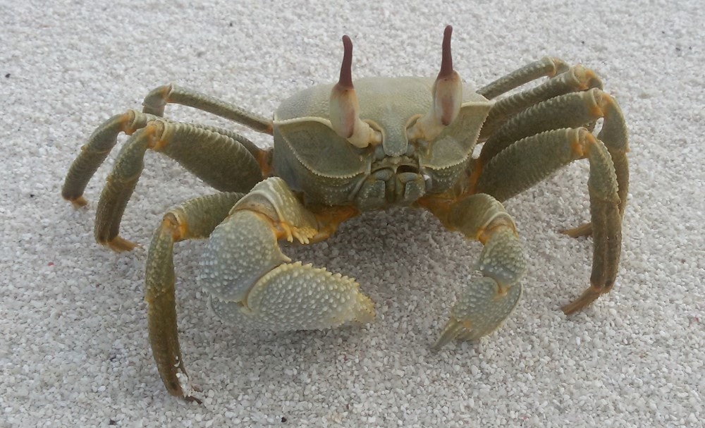 crab on beach