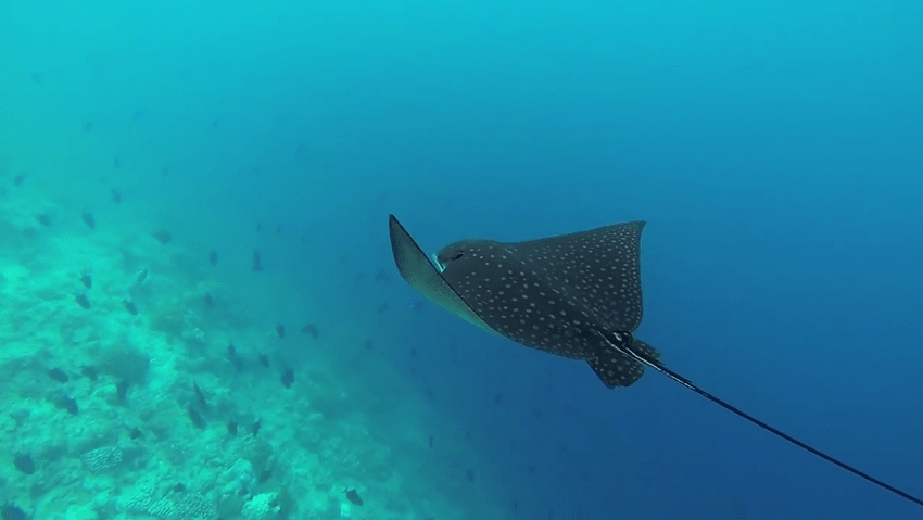 eagle ray