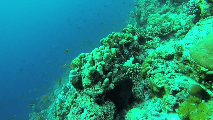 kurumba house reef