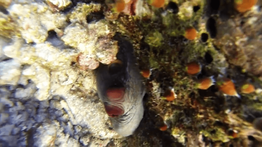 kurumba octopus