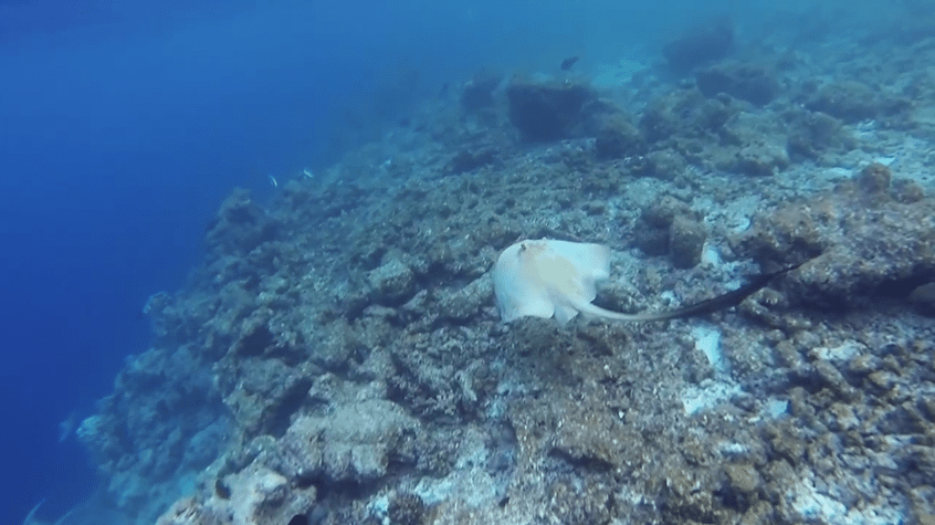 stingray at kurumba