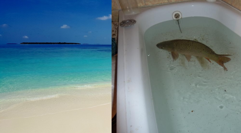 bathtub fish tank